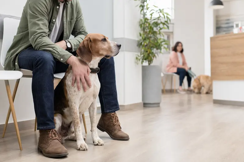 Foxhound sitzt ruhig neben seinem Besitzer im hellen Wartezimmer einer modernen Tierarztpraxis.